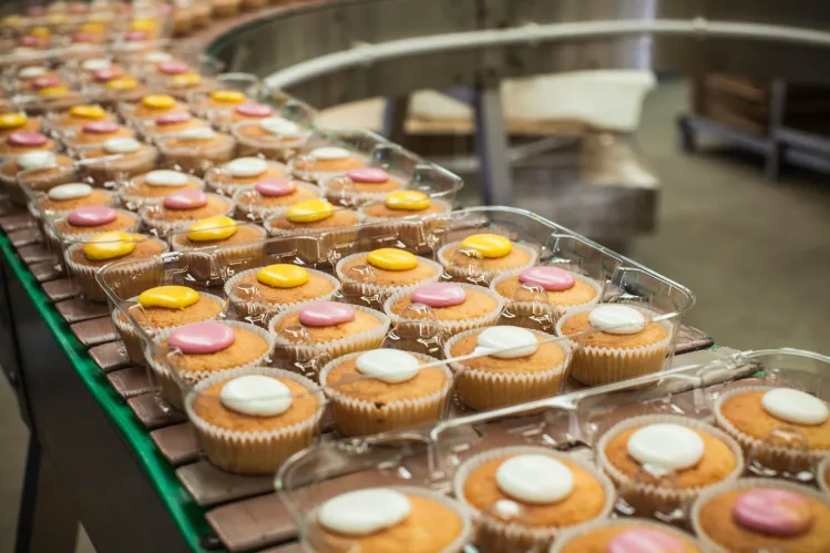 A conveyor line of packaged muffins moving through a factory